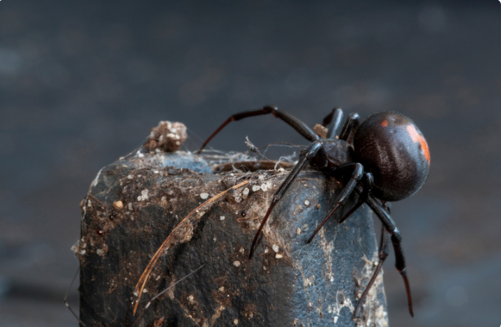 First Aid Treatment For Redback Spider Bite